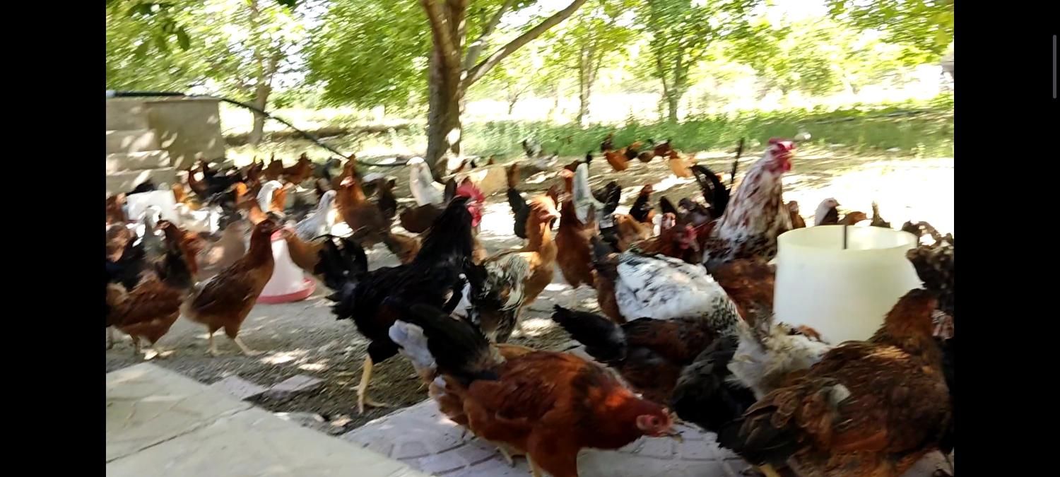 فروش عمده مرغ تخم گذار ۷ماهه|حیوانات مزرعه|اصفهان, باغ کاران|دیوار