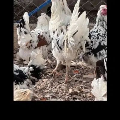 تخممرغ گلین نطفه دار صدرصد|حیوانات مزرعه|یزد, |دیوار