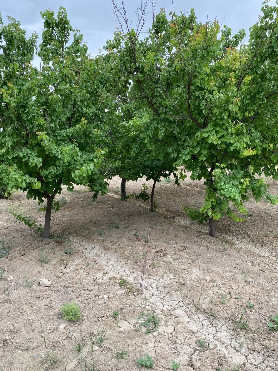 فروش باغ|فروش زمین و ملک کلنگی|تهران, کریم‌آباد|دیوار