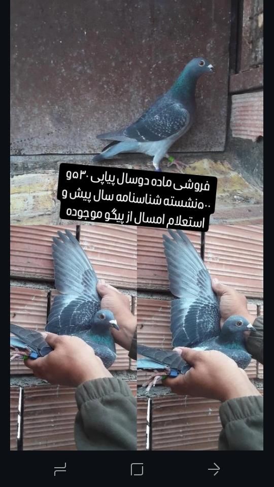 کبوتر جاده مابقه رفته|پرنده|گنبد کاووس, |دیوار