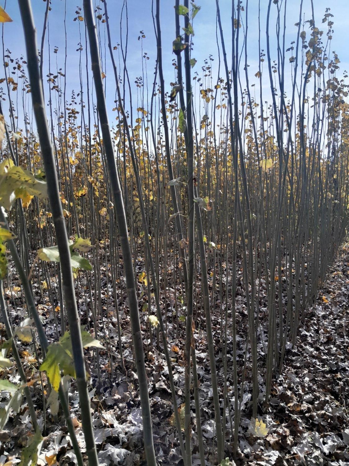 نهال های سپیدار کبوده برای دور زمین پرداخت در محل|خدمات باغبانی و درختکاری|اصفهان, صائب|دیوار