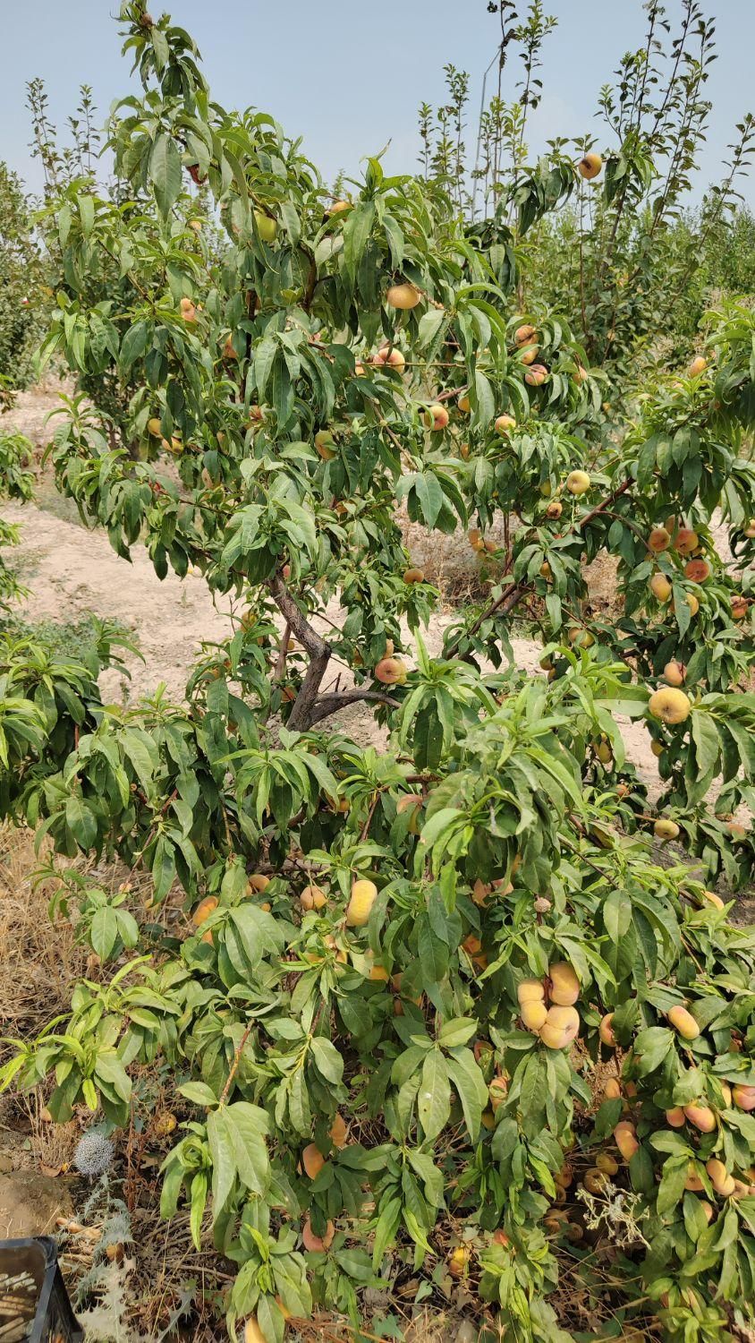 باغچه باغ ویلادر شهریار درمنطقه منجیل آباد شاهدشهر|فروش زمین و ملک کلنگی|رباط‌کریم, منجیل آباد|دیوار