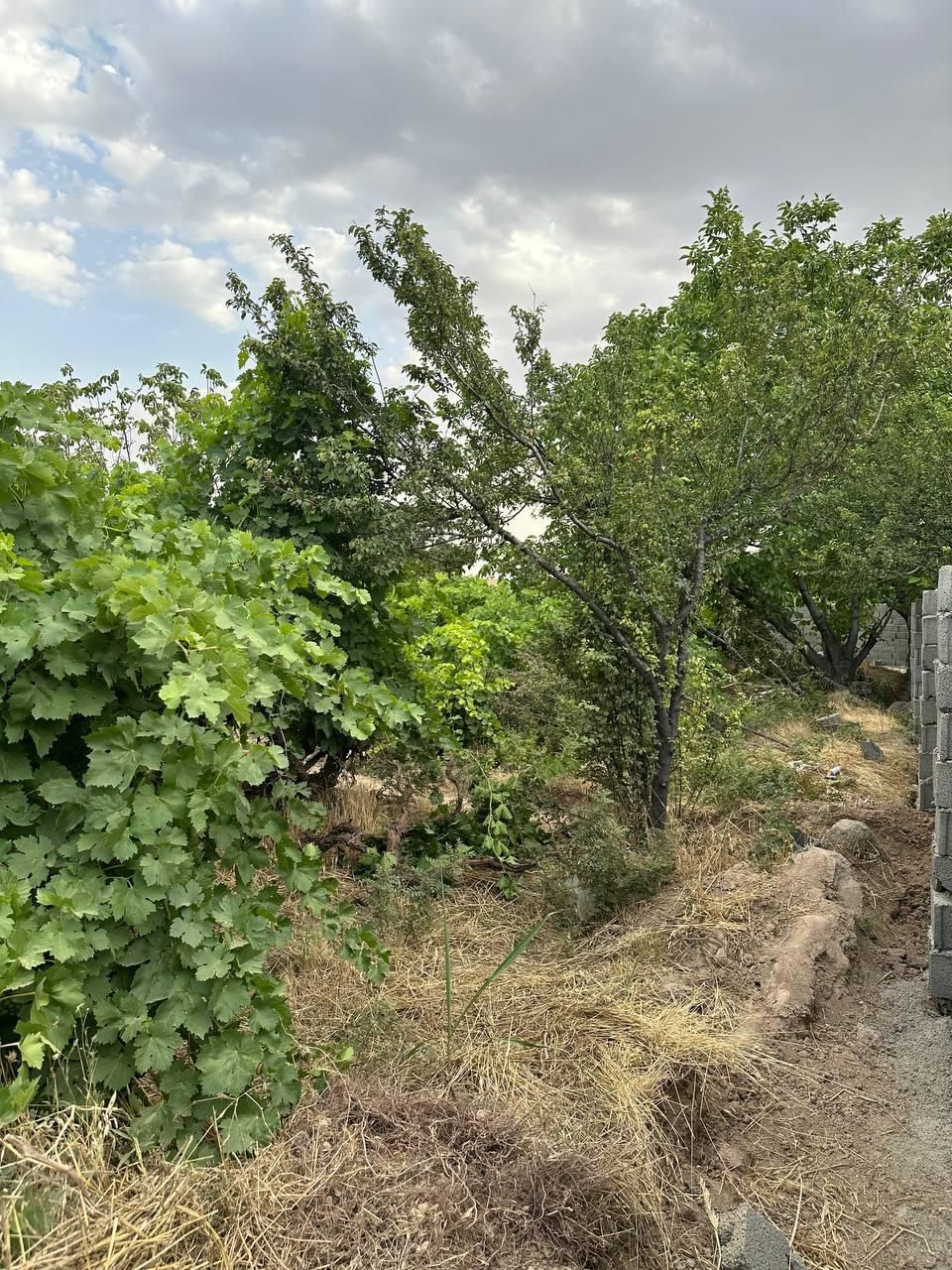 فروش باغچه ۳۴۰ متری بااقساط بلندمدت|فروش زمین و ملک کلنگی|رباطکریم, انجم آباد|دیوار