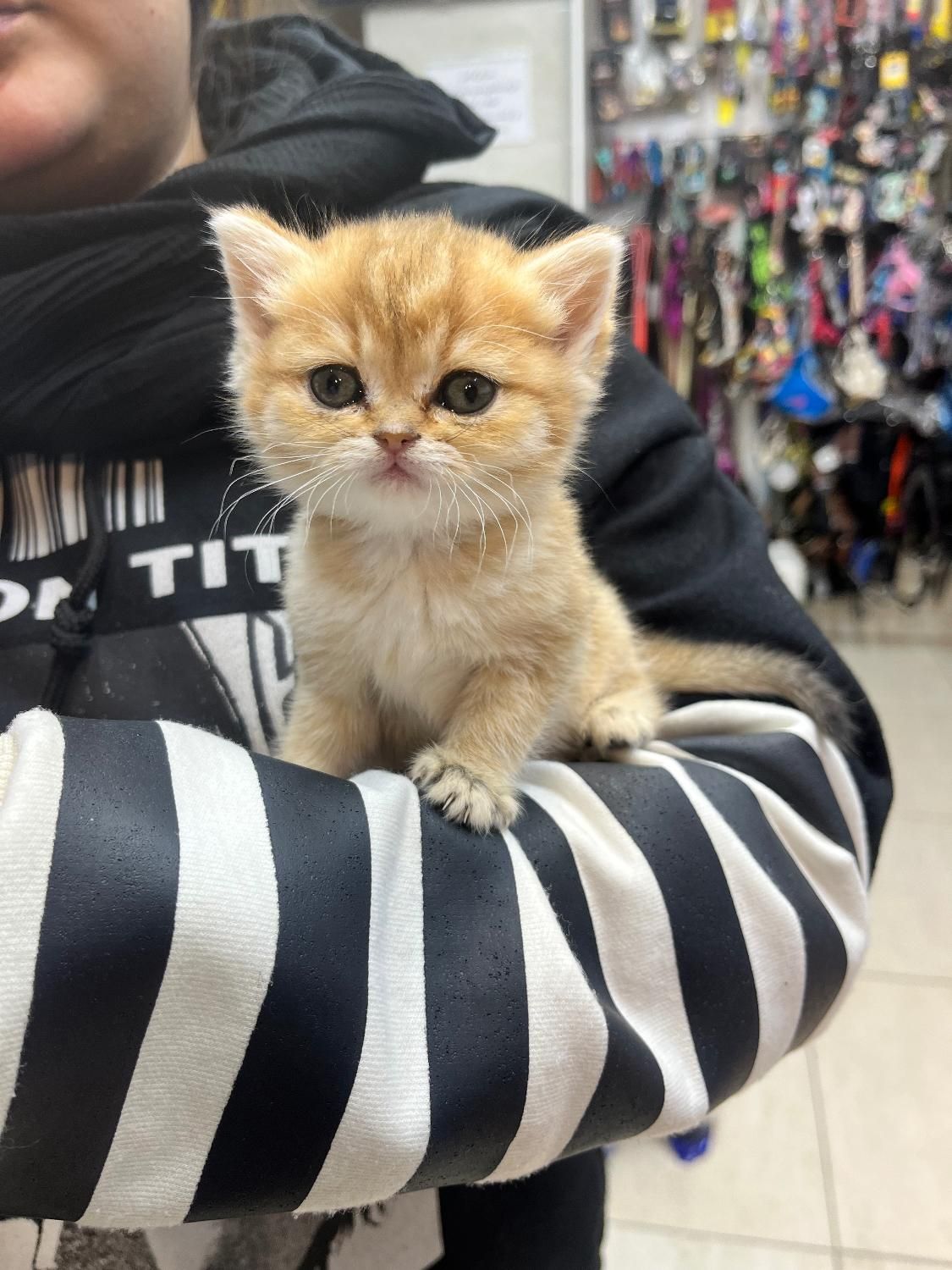 گربه بریتیش|گربه|زنجان, |دیوار