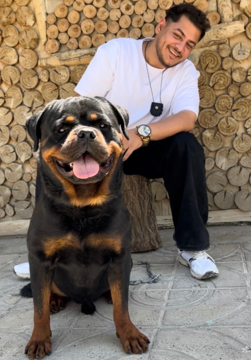 توله روتوایلر اروپایی سگ روتوایلر دلقکی رتوایلر|سگ|تهران, الهیه|دیوار