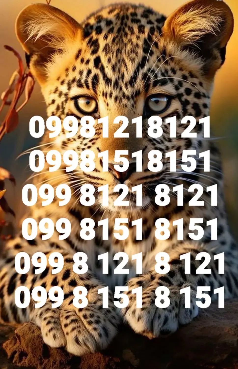 09981218121 و 09981518151 سیکارت رند زیبا|سیم‌کارت|تهران, تجریش|دیوار