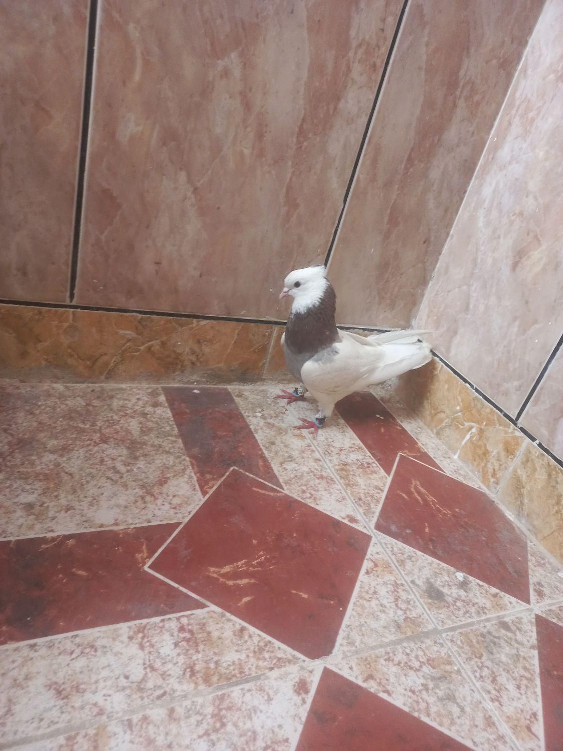 طوقی نر گم شده مژدگانی داده مشود|حیوانات|گرمسار, |دیوار