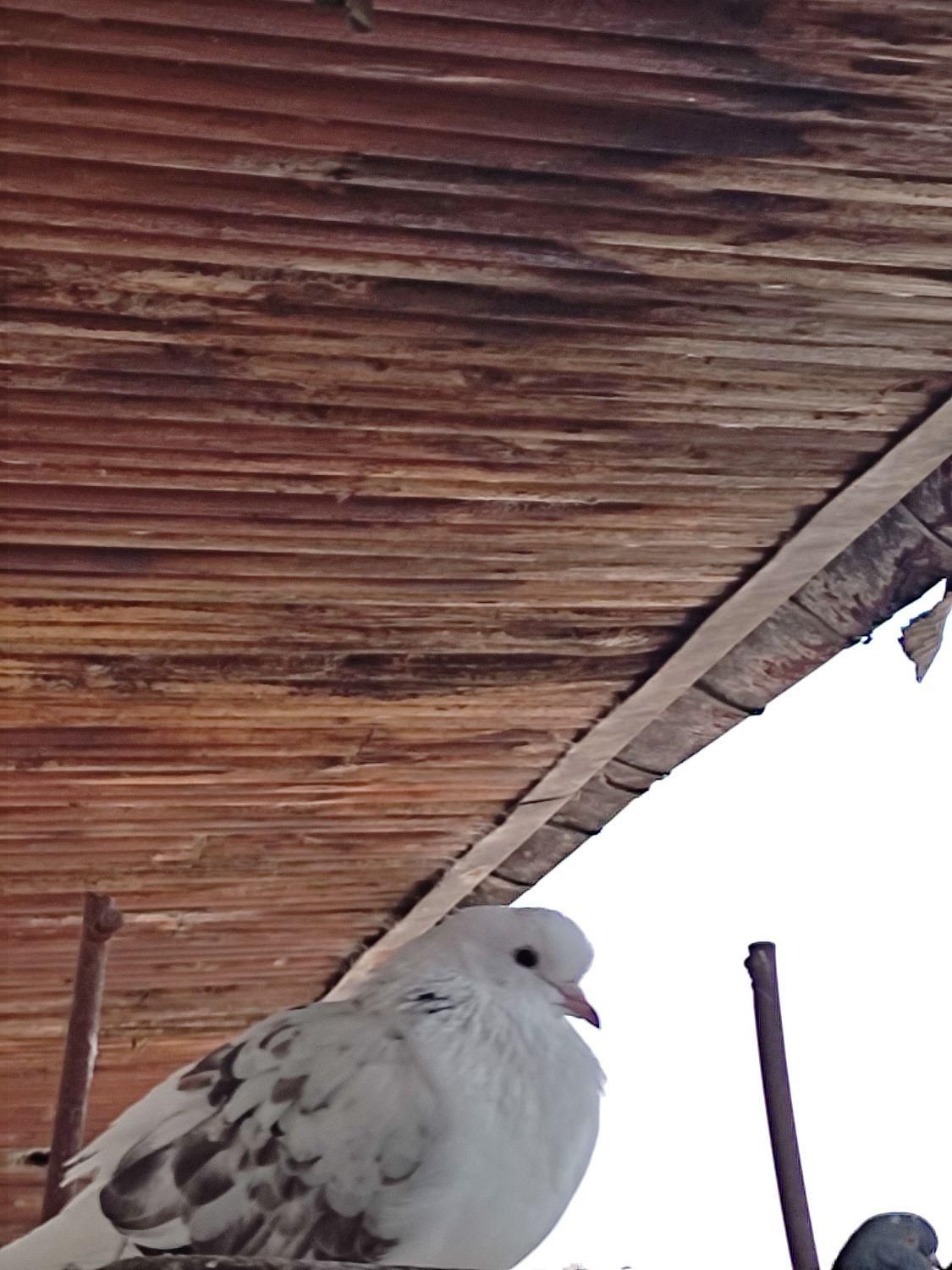 کبوتر خوشگل پرشی نشاندار جفتی|پرنده|رشت, گیل|دیوار