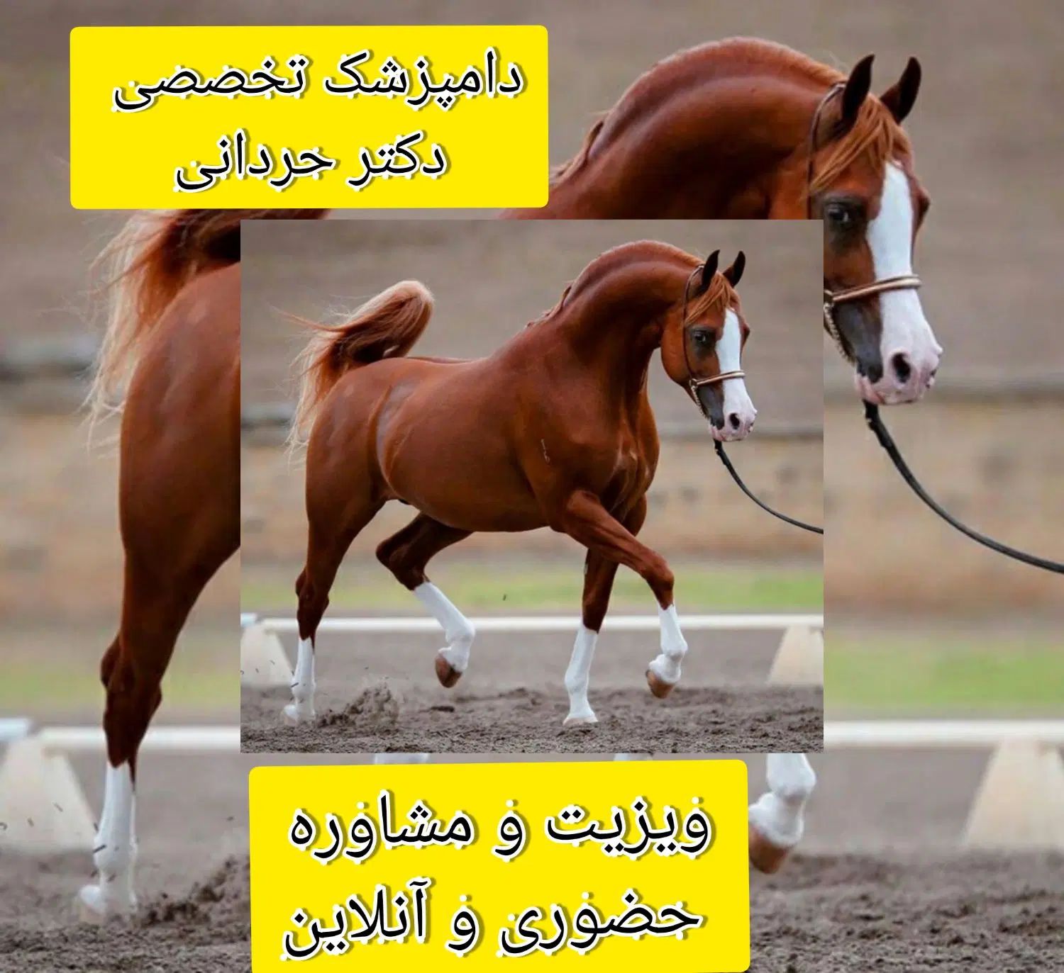 خدمات مشاوره ای ودرمانی دامپزشکی دکتر حردانی|خدمات آرایشگری و زیبایی|اهواز, کیانپارس |دیوار