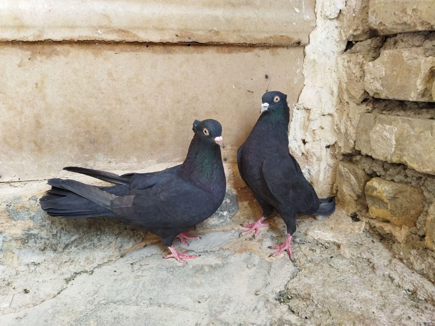 فروش کبوتر زاغ آبادانی،خوشرنگ و گل پنبه ای|پرنده|اصفهان, دستگرده|دیوار