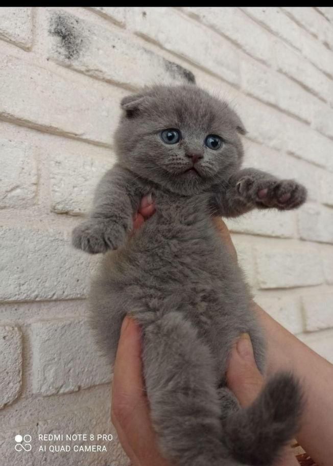 بچه گربه های همه نوع نژاد iran cats|گربه|ساری, |دیوار
