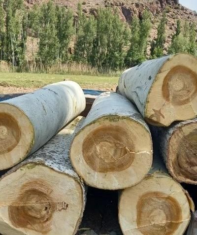 خریدار چوب درخت،تیر سقفی،پالت،ریشه،فروش زغال کبابی|خدمات باغبانی و درختکاری|هشتگرد, هشتگرد قدیم|دیوار