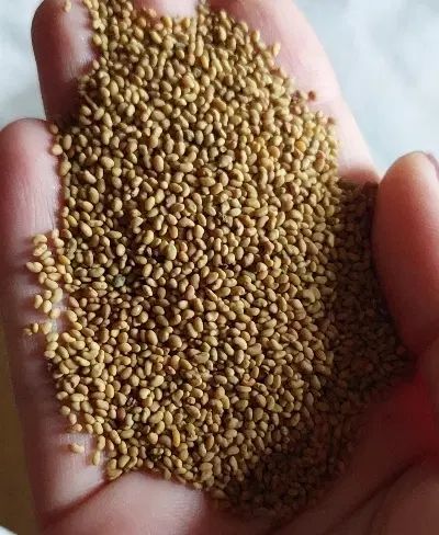 بذر یونجه ی مائوپا|حیوانات مزرعه|جهرم, |دیوار