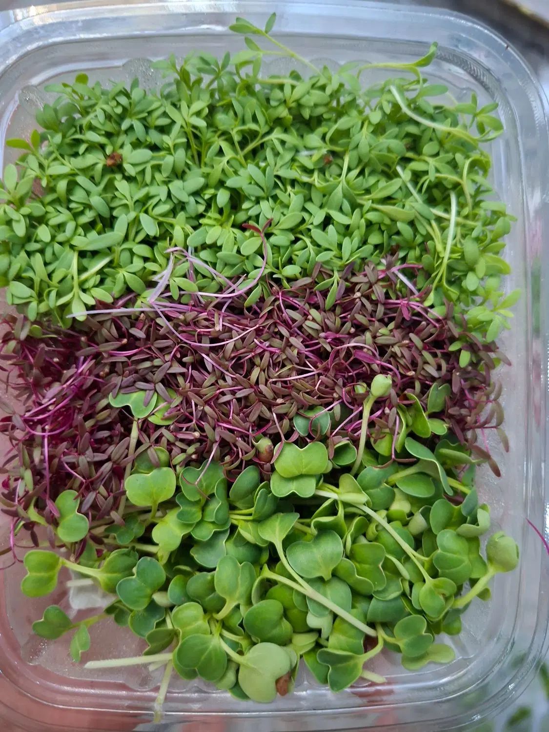 گل خوراکی میکروگرین و میوه های استوایی|خوردنی و آشامیدنی|تهران, آهنگ|دیوار
