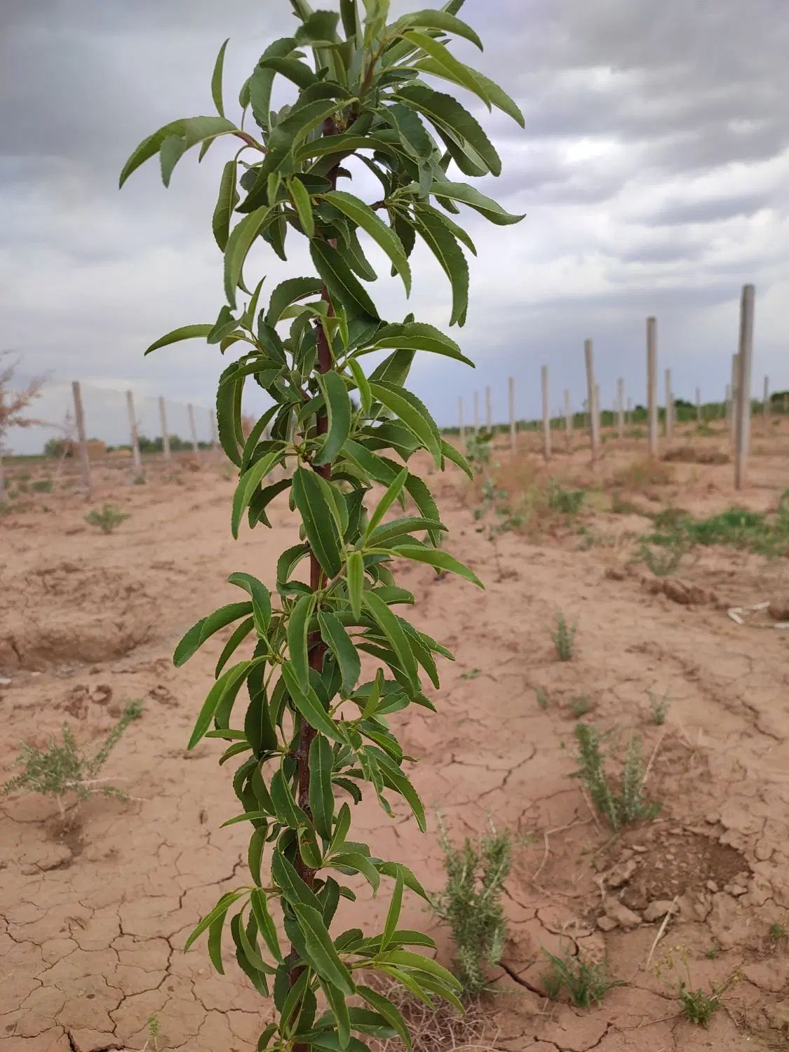 فرصت سرمایه‌گذاری زمین ۸۰۰ متری بر جاده اصلی|فروش زمین و ملک کلنگی|بوئین زهرا, |دیوار