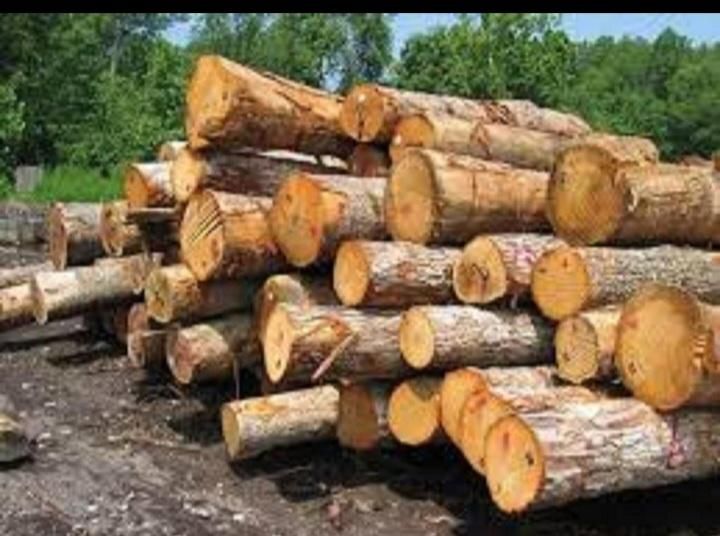 بریدن درختان|خدمات باغبانی و درختکاری|بروجرد, |دیوار