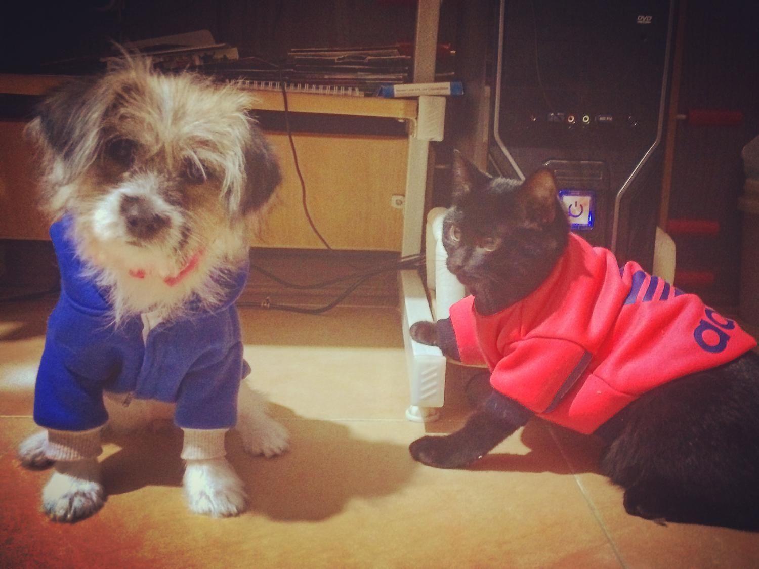 مربی سگ در شیرازآموزش سگ در شیراز تربیت سگ درشیراز|خدمات آموزشی|شیراز, شهرک آرین|دیوار