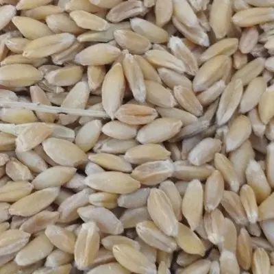 گندم دیمه دیم  بهترین بذر پاک تمیز|خوردنی و آشامیدنی|مشهد, شهید معقول|دیوار