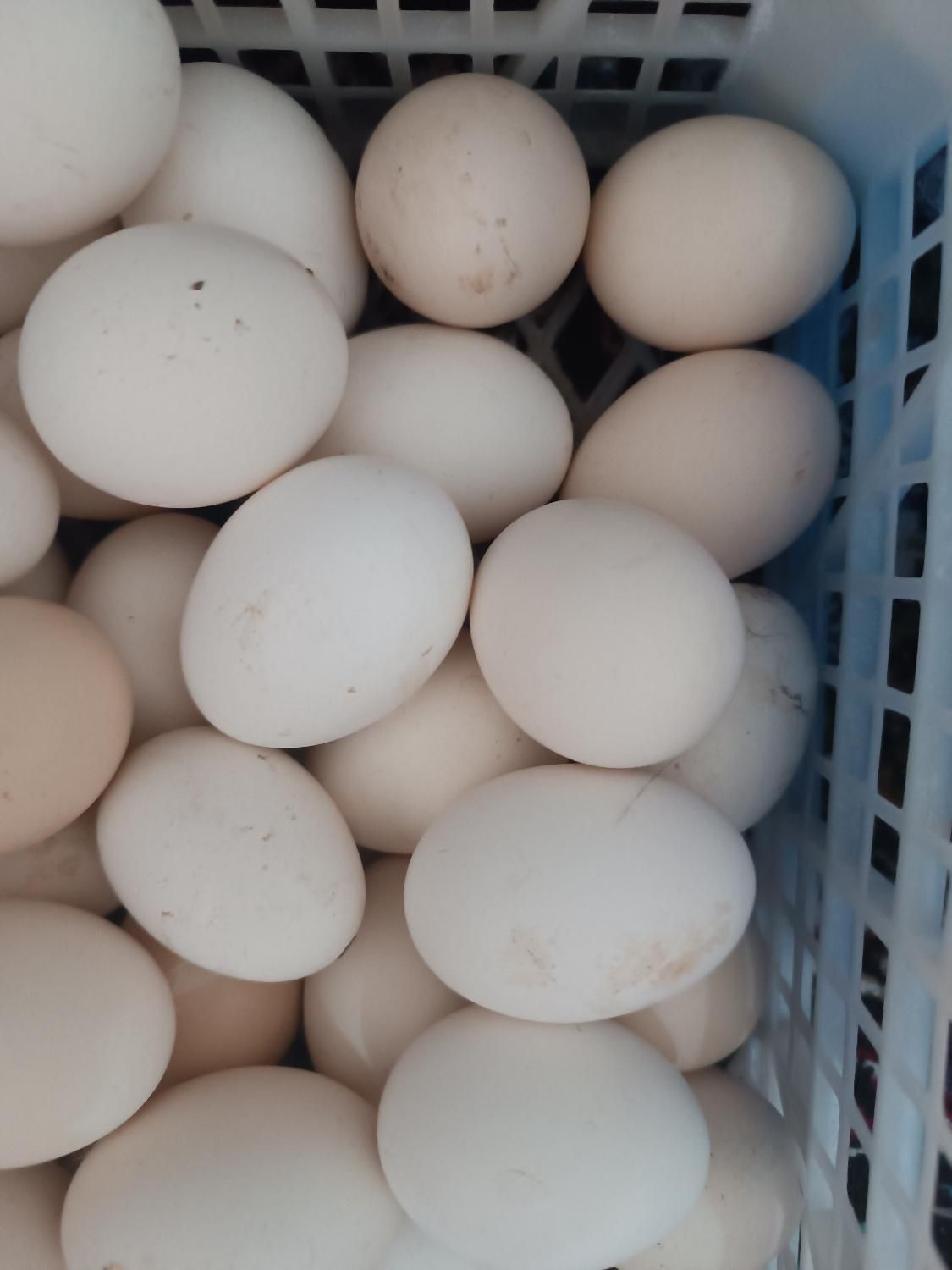 تخم مرغ نطفه دار محلی اصل روزانه 20 تا30 عدد موجود|حیوانات مزرعه|بم, |دیوار