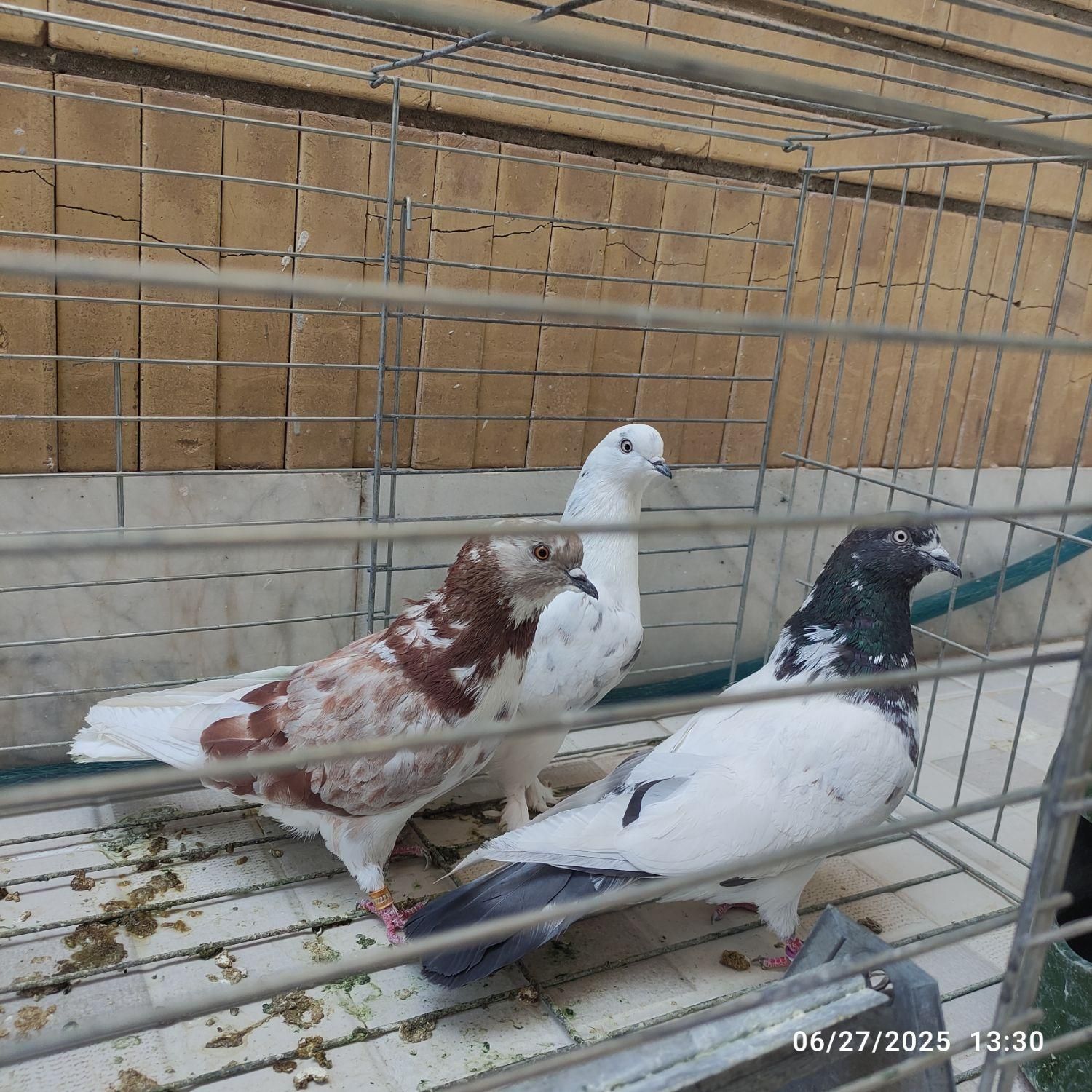 کبوتر کفتر گرفتنی ساعت بالا جنازه|پرنده|هشتگرد, |دیوار