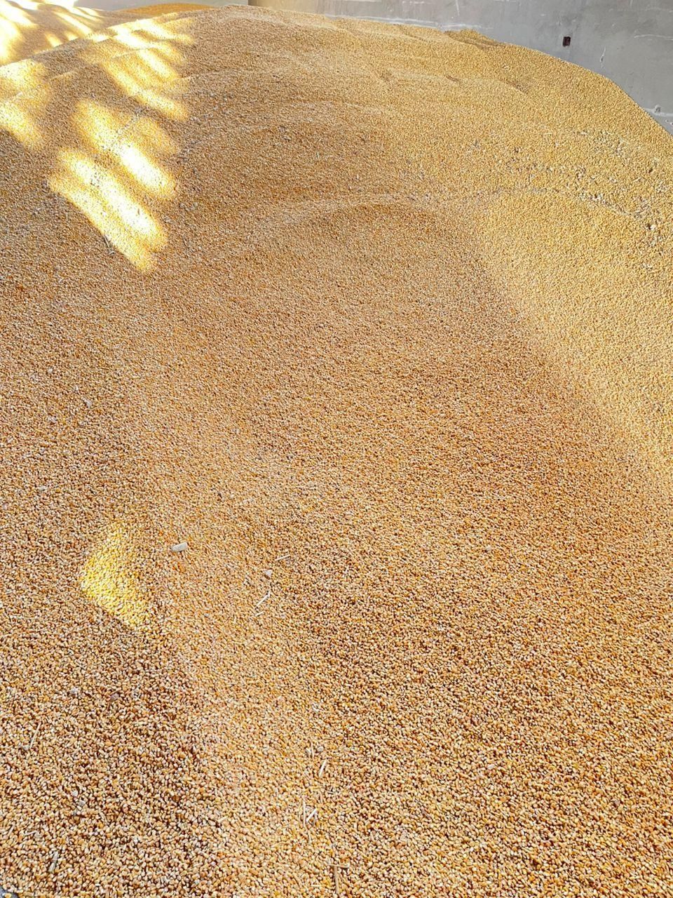 ذرت برزیلی دامی درجه یک|عمده‌فروشی|زرقان, |دیوار