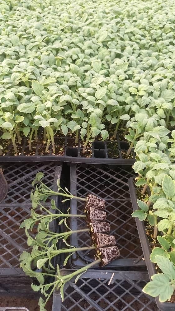 *نشا*|گل و گیاه طبیعی|بندرعباس, |دیوار