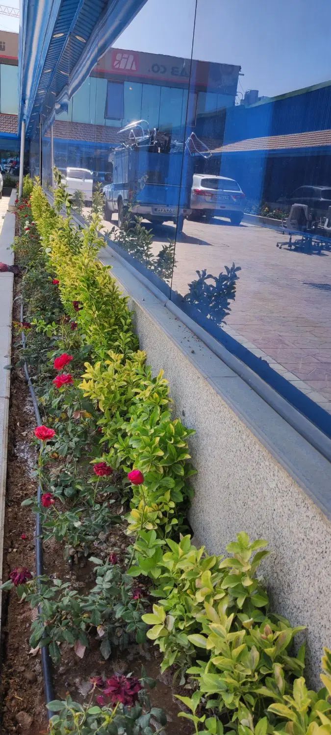 خدمات باغبانی باغچه کاری تعویض گلدان گل‌های زینتی|خدمات باغبانی و درختکاری|تهران, هاشمی|دیوار