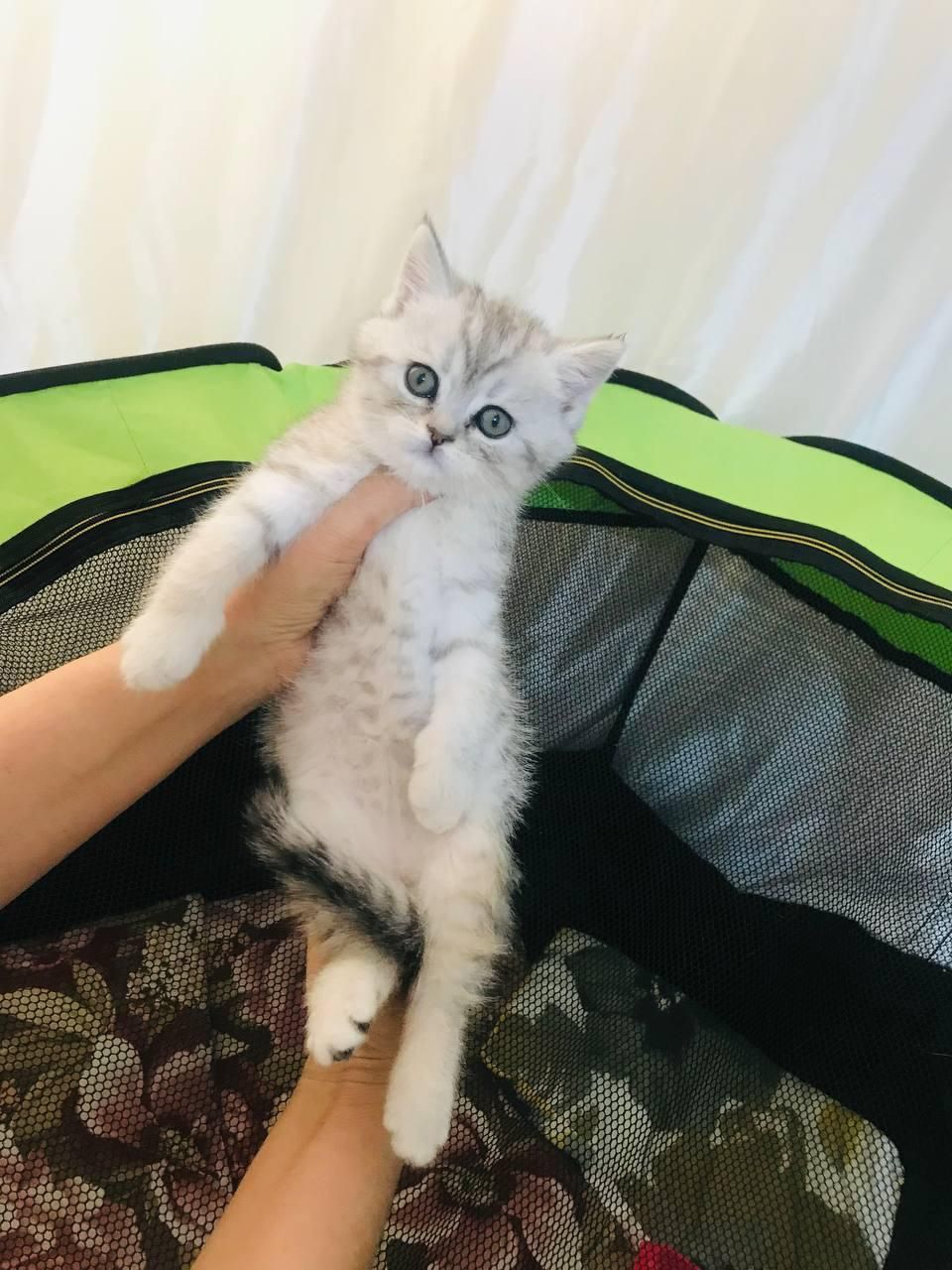 شهر گربه های خانگی سیلور و بلو و گلد|گربه|محمدشهر, شهرک پیام (مهرالبرز)|دیوار