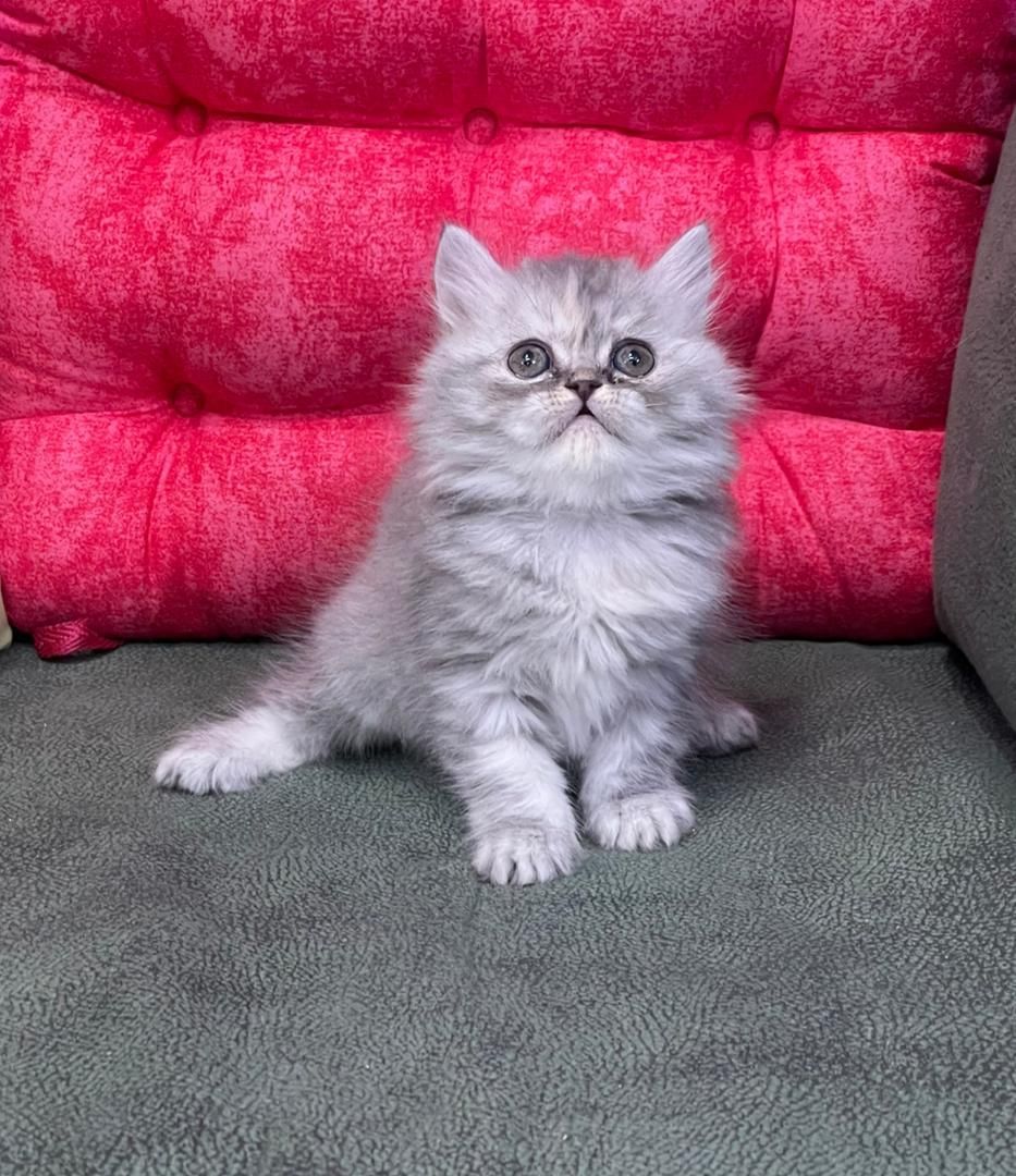 بچه گربه های بانمک و اشرافی(پرشین بریتیش اسکاتیش)|گربه|رشت, گلسار|دیوار