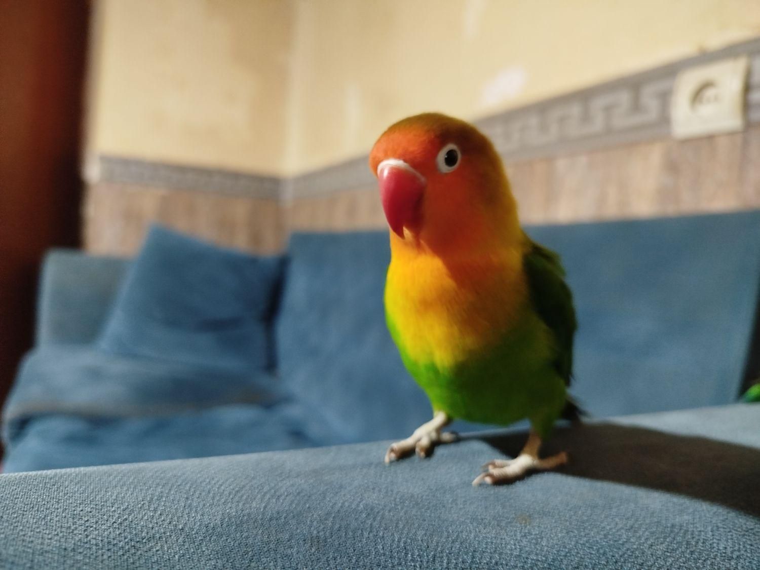 طوطی برزیلی رام و دستی|پرنده|قدس, شهرقدس|دیوار