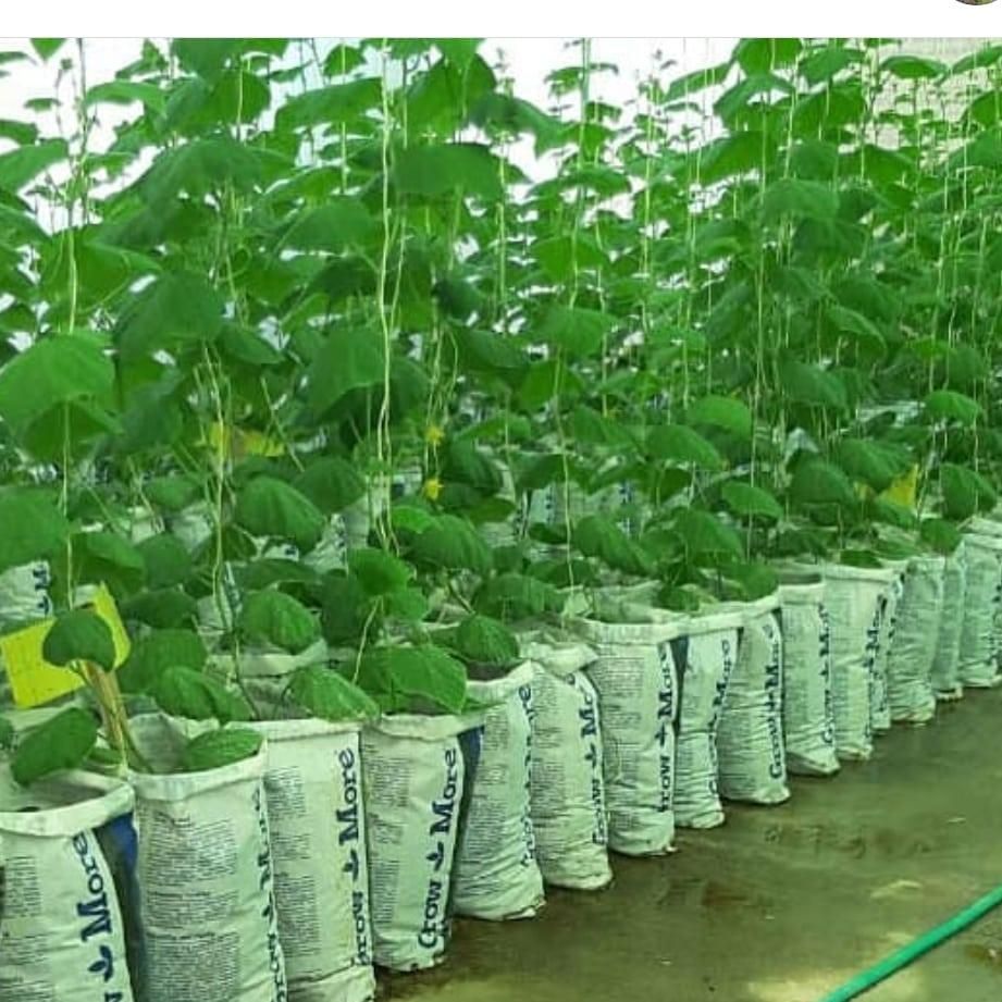 خاکبرگ کمپوست|گل و گیاه طبیعی|شاهین‌شهر, پارک بانک استان|دیوار