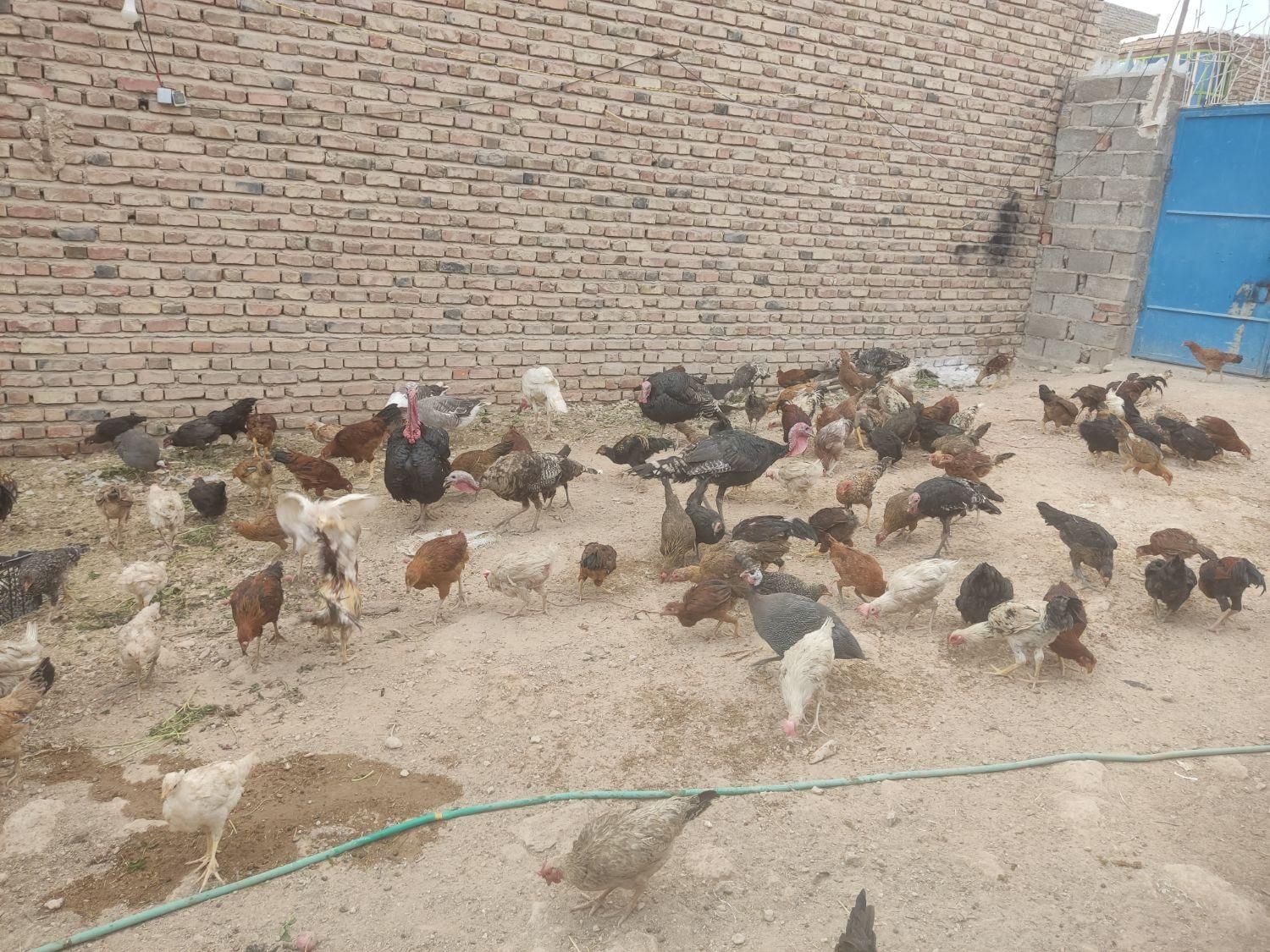 سلطان مرغ محلی بلوچستان|حیوانات مزرعه|خاش, |دیوار