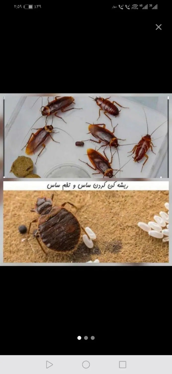 سمپاشی حشرات سم پاشی جوندگان ریشـه‌کن تنها‌1مرحـله|خدمات نظافت|قم, سراجه|دیوار