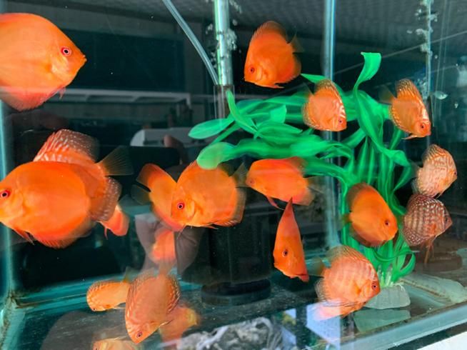 فروش انواع نژاد دیسکس 20% off|ماهی|مشهد, شهرک رازی (شهرک غرب)|دیوار