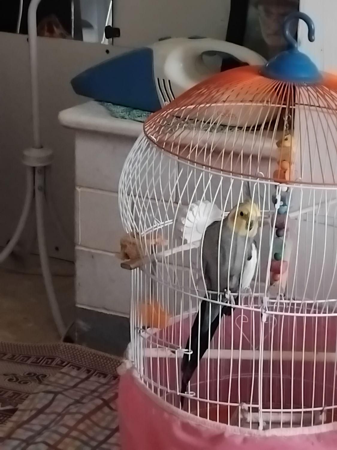 سالمه وسرحاله|پرنده|رشت, حومه رشت|دیوار