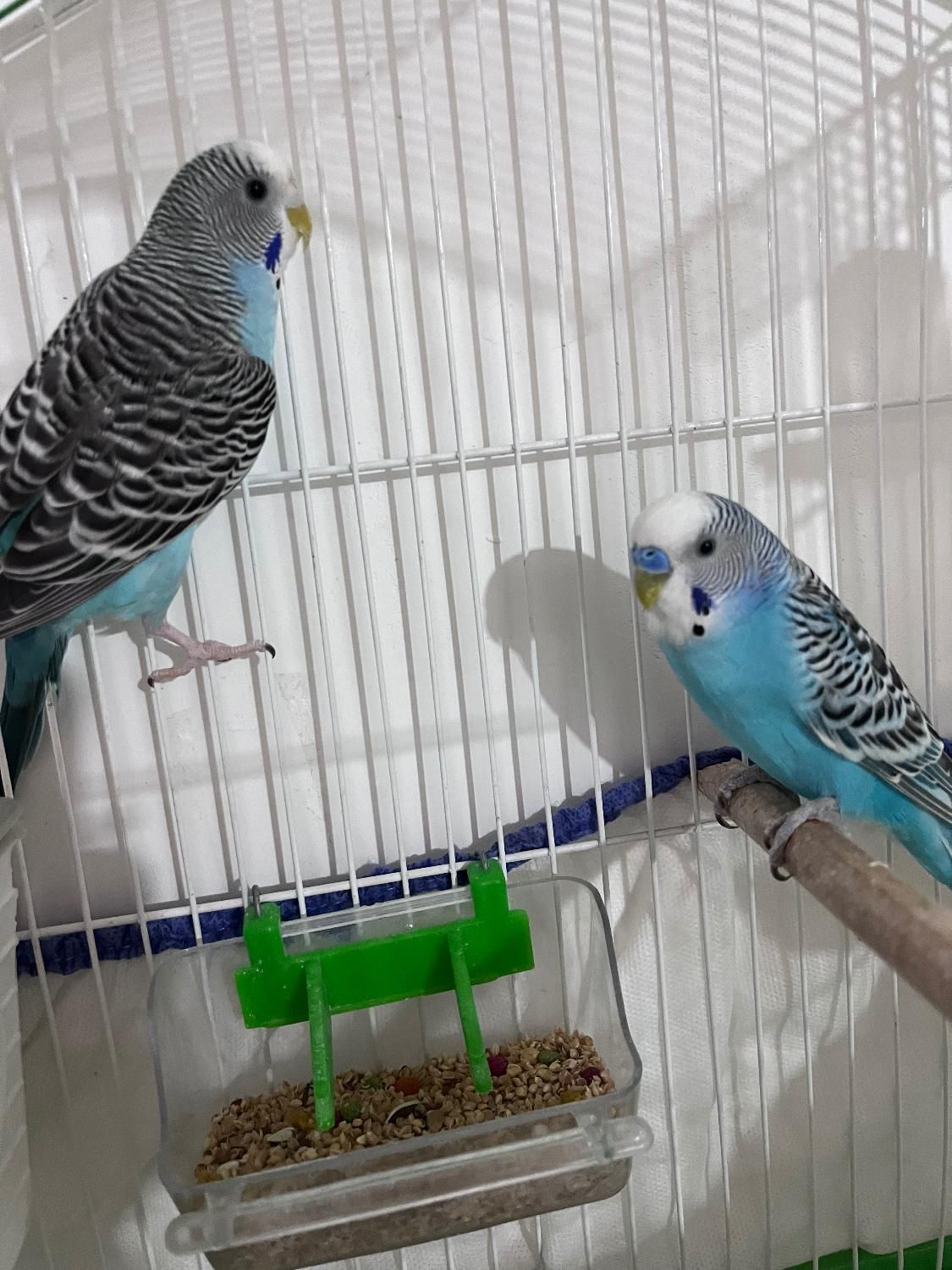مرغ عشق جفت دستی فروش یا معاوضه با عروس هلندی|پرنده|رشت, حمیدیان|دیوار