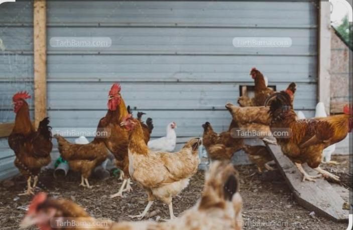 مرغ و خروس|حیوانات مزرعه|اندیکا, |دیوار
