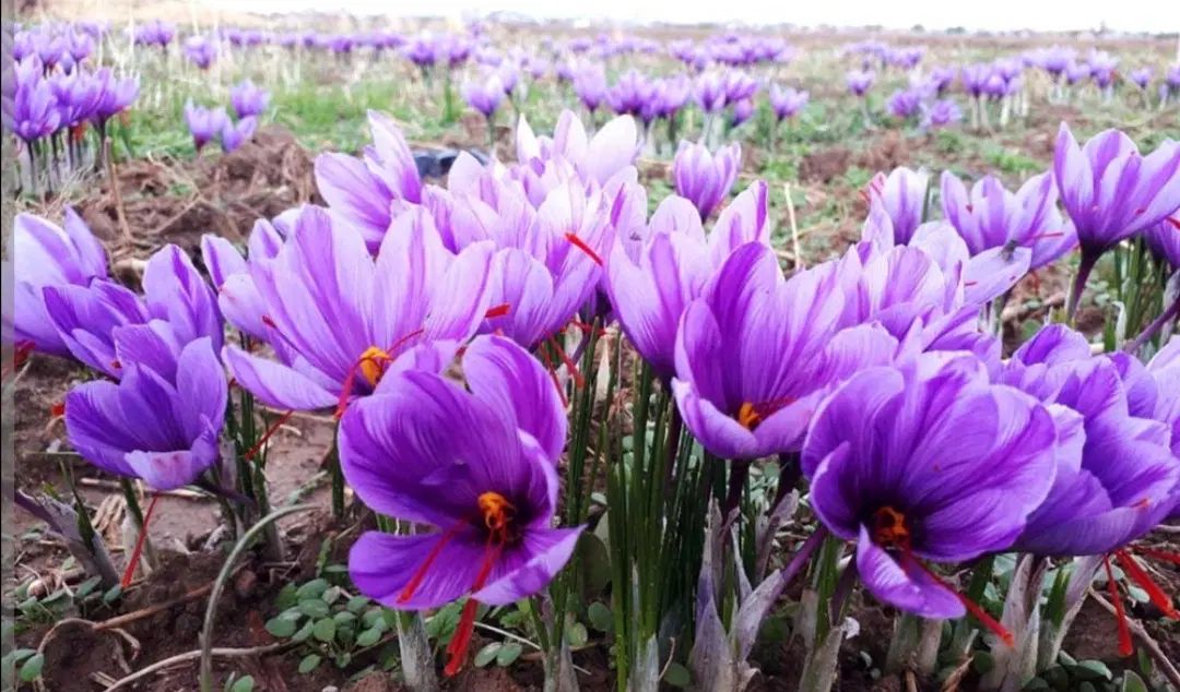 کارگاه پرورش گیاهان دارویی،زعفران گلخانه ای وخاکی|خدمات آموزشی|نجف‌آباد, امام خمینی|دیوار