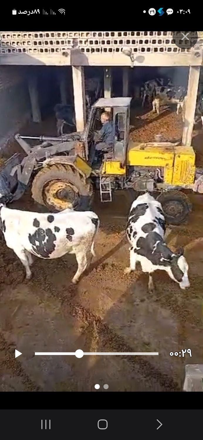 فروش کود گاو فقط (هرات و شهربابک)|خدمات باغبانی و درختکاری|خاتم, |دیوار