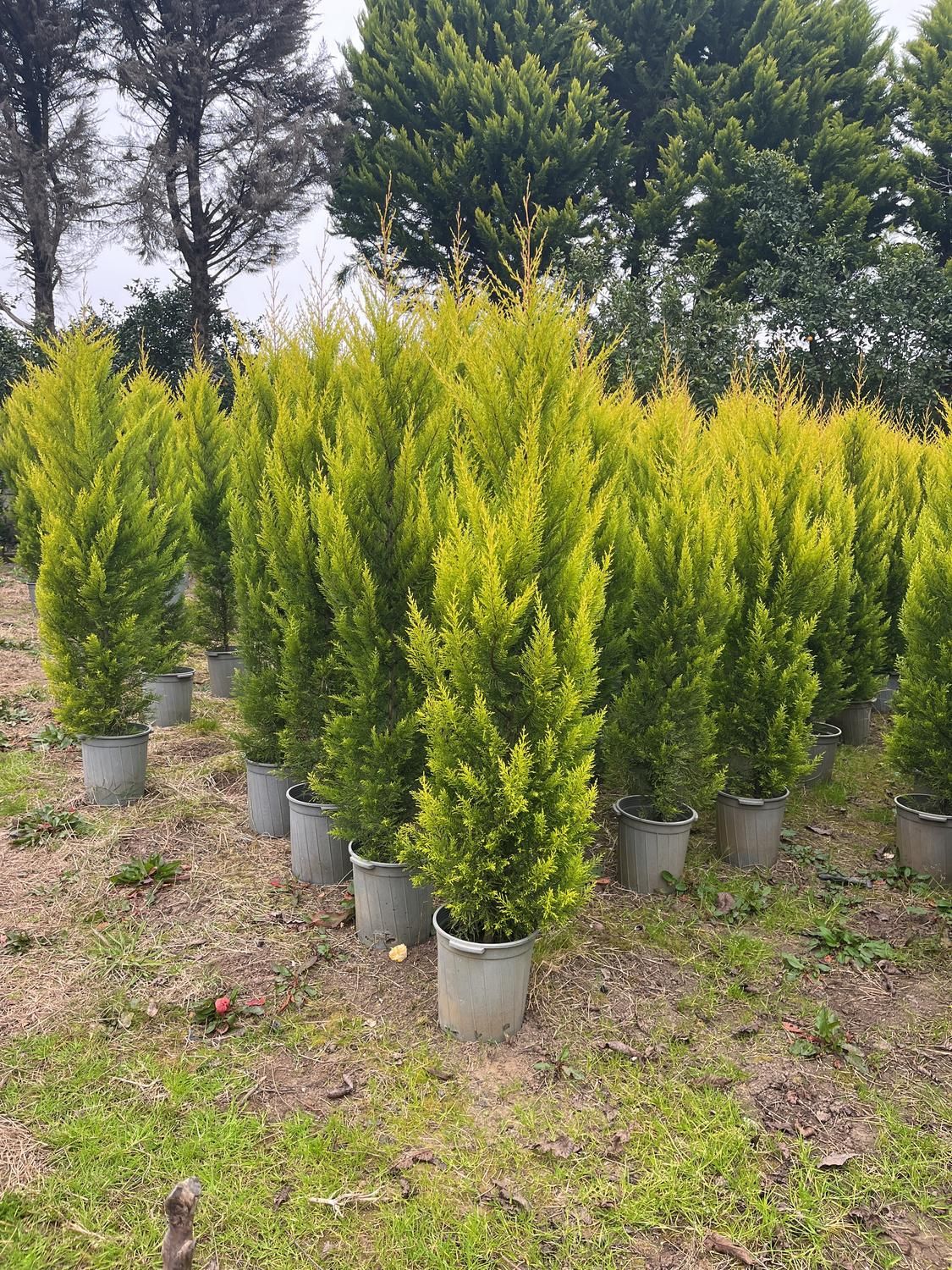 گلستان کاج وگل مهندس رحمانی|خدمات باغبانی و درختکاری|مشهد, امیریه|دیوار