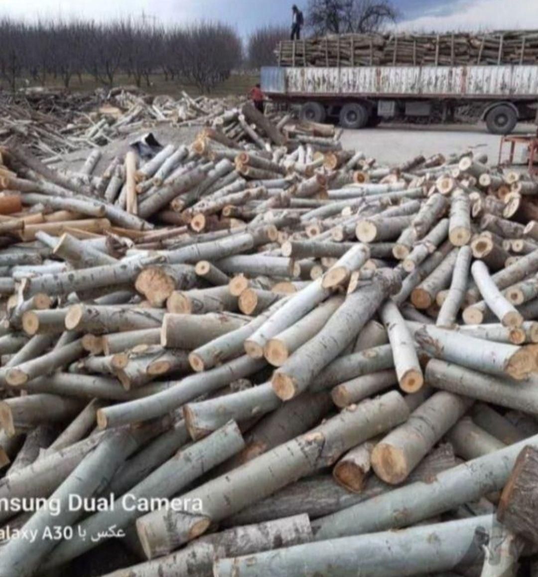 خریدچوب وریشه در حیاط باغ|خدمات باغبانی و درختکاری|ارومیه, |دیوار