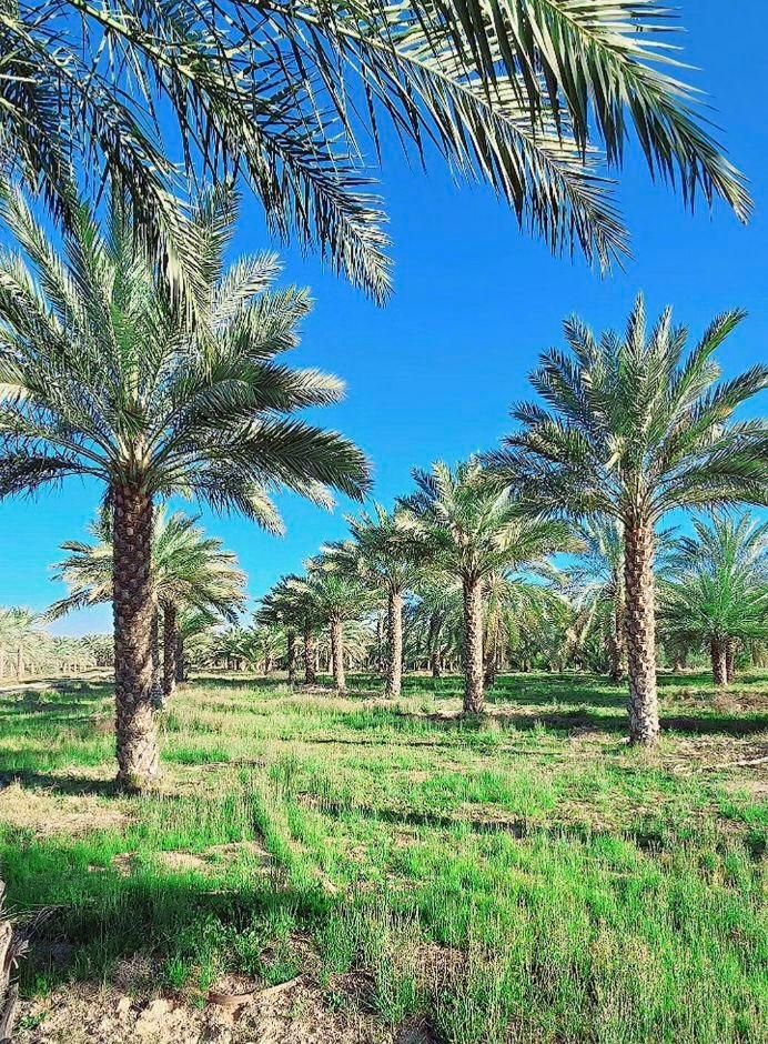 پا ام نخل ساری فنیکس ساری|خدمات باغبانی و درختکاری|ساری, |دیوار