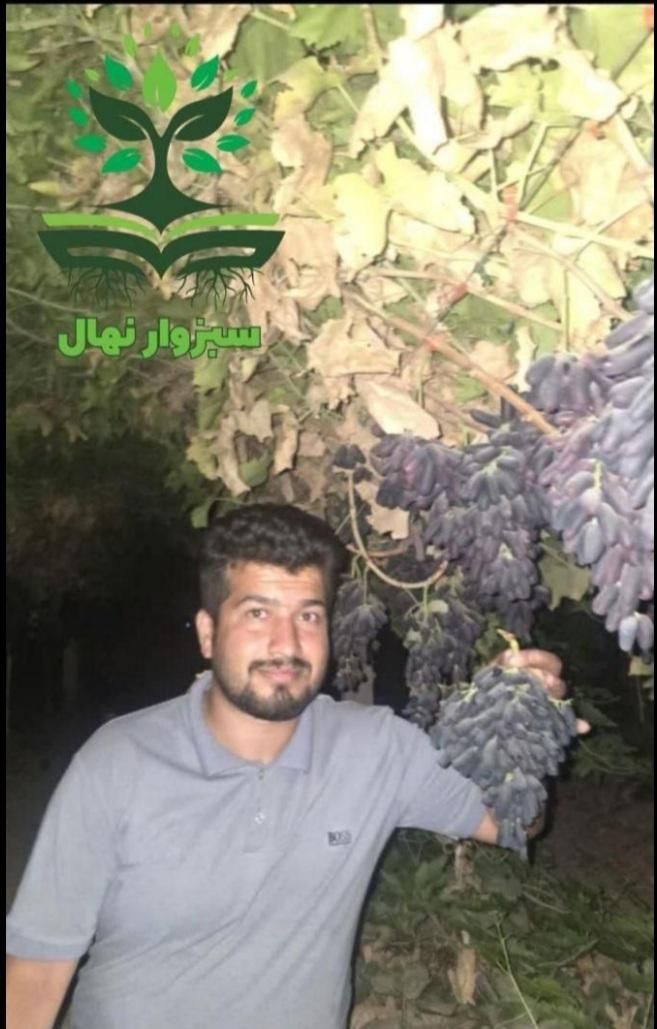 نهال موندراپ ( sabzevarnahal)|گل و گیاه طبیعی|سبزوار, کهنه آب|دیوار