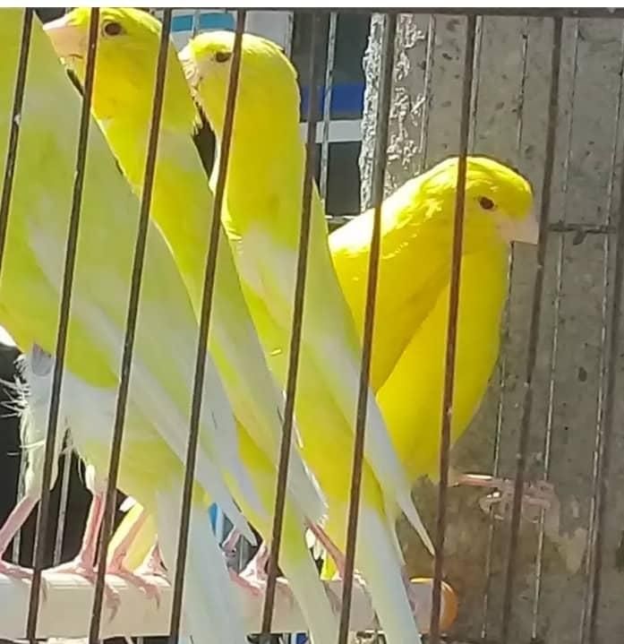 ۱۰عددجوجه قناری رسمی بلند نسل عالی و با کیفیت|پرنده|محمدشهر, |دیوار