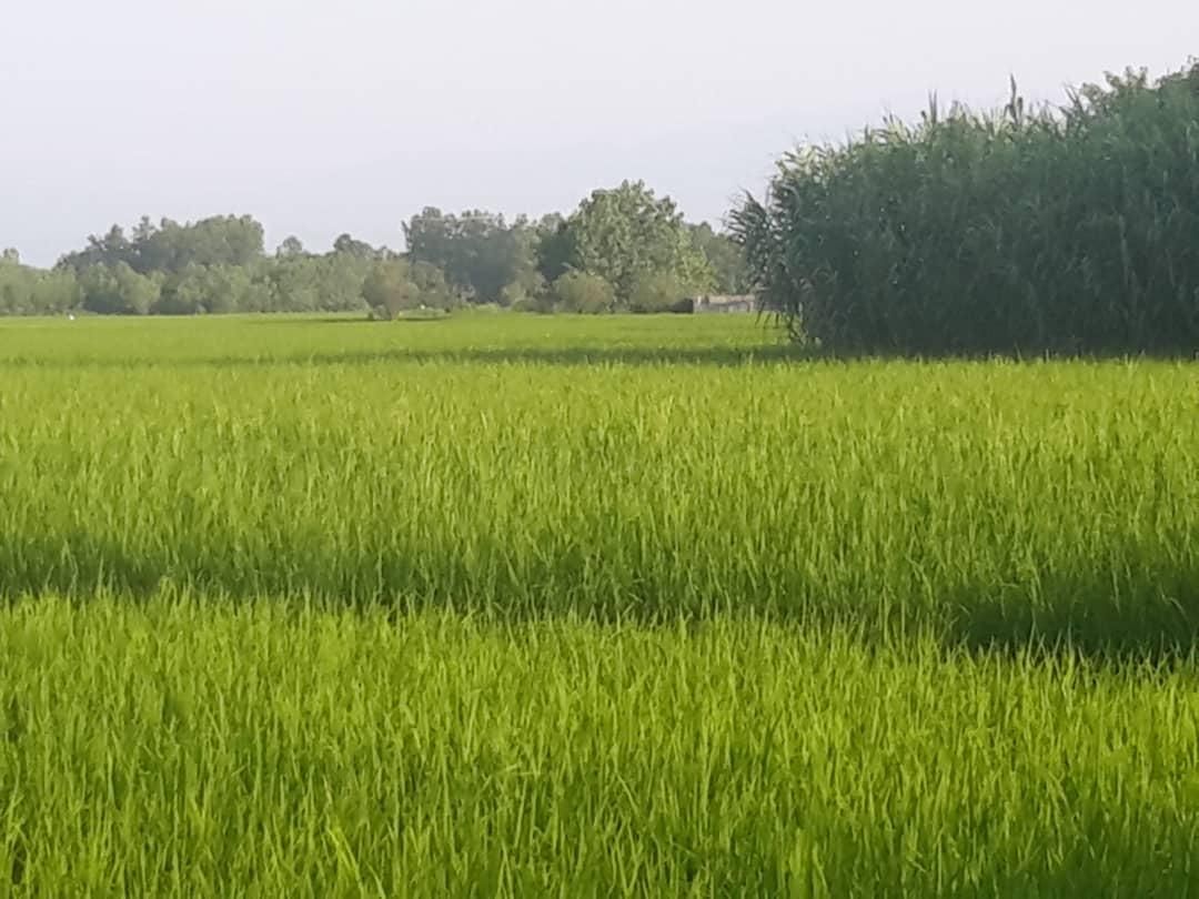 ۳۴۰۰۰زمین کشاورزی با۲ انبار بحرجاده۱۲متری باامتیاز|فروش دفتر صنعتی، کشاورزی، تجاری|خشکبیجار, |دیوار