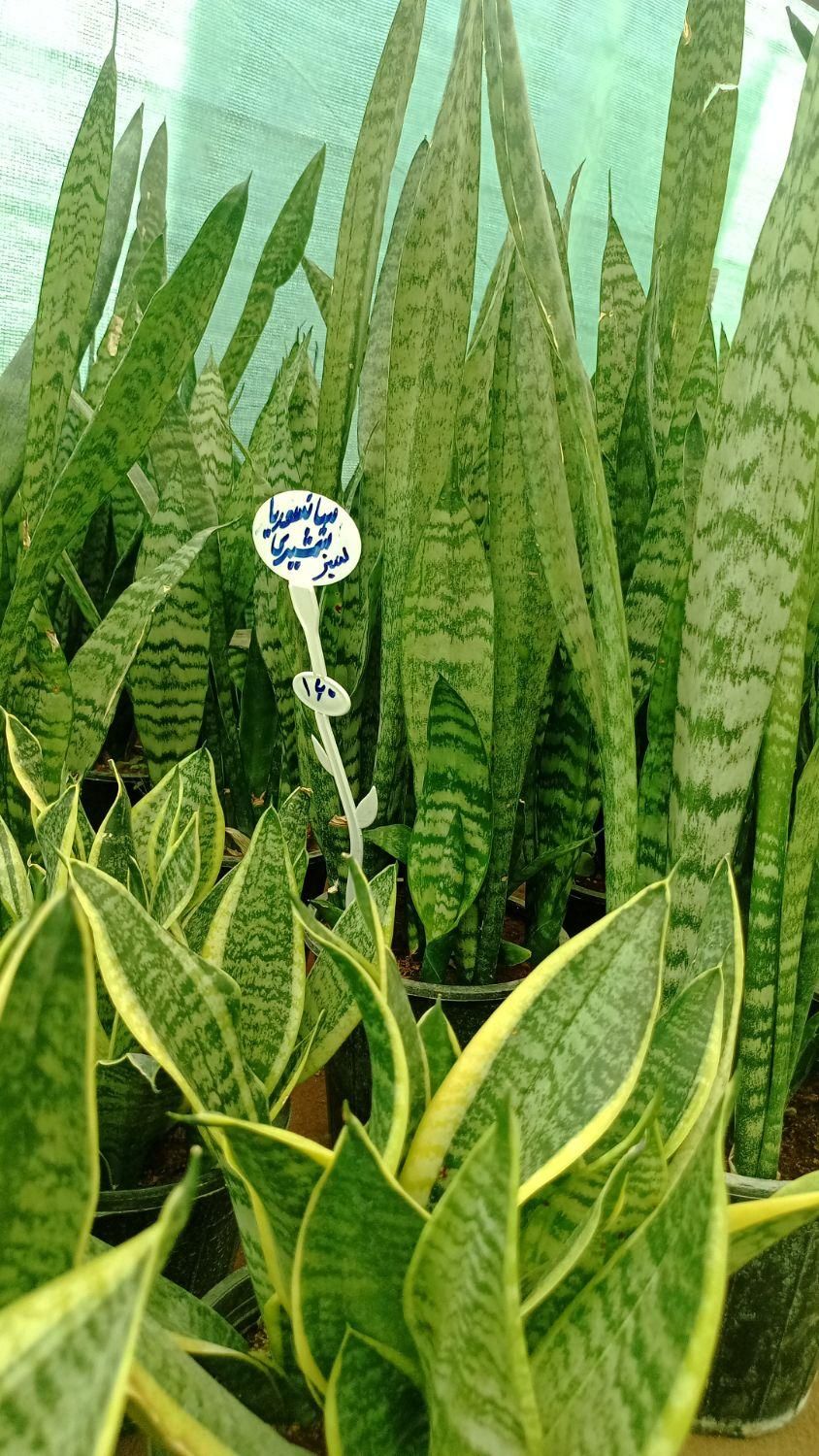 فروش گل سانسوریا|گل و گیاه طبیعی|شیراز, جوادیه|دیوار