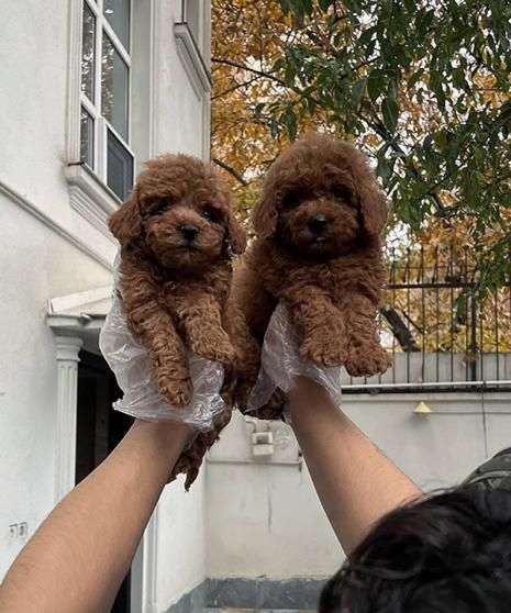 تاینی توی پودل|سگ|تهران, درکه|دیوار