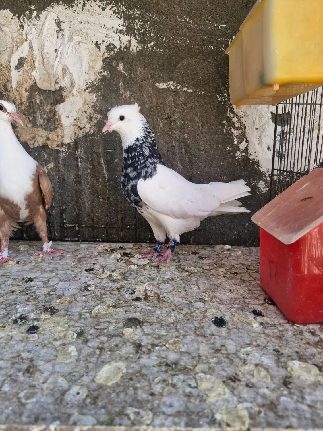 طوقی هفت رنگ|پرنده|مشهد, پنجتن|دیوار