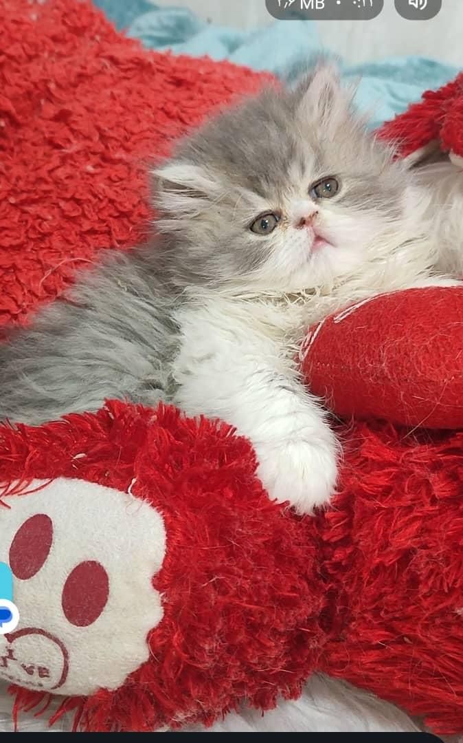 گربه پرشین (سوپرفلت/عروسکی) همه رنگها|گربه|رشت, گلسار|دیوار