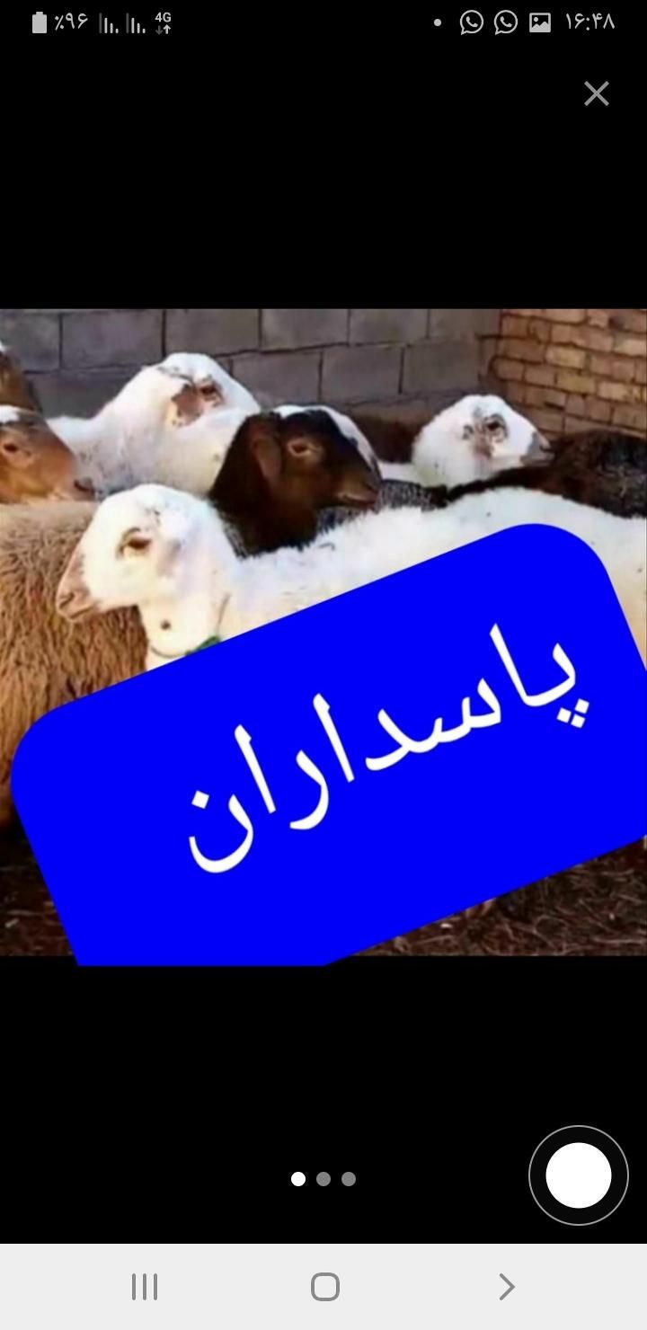 گوسفند زنده تجریش نیاوران فرمانیه اقدسیه کامرانیه|حیوانات مزرعه|تهران, دارآباد|دیوار